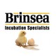 Brinsea