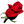 Flowers Fast